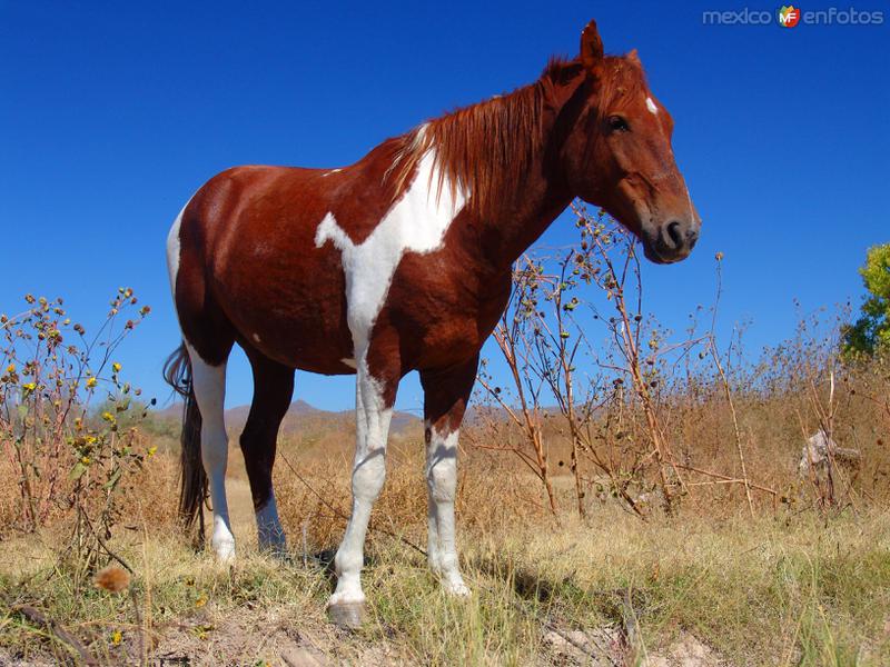 Fotos de Saucillo, Chihuahua: Caballo