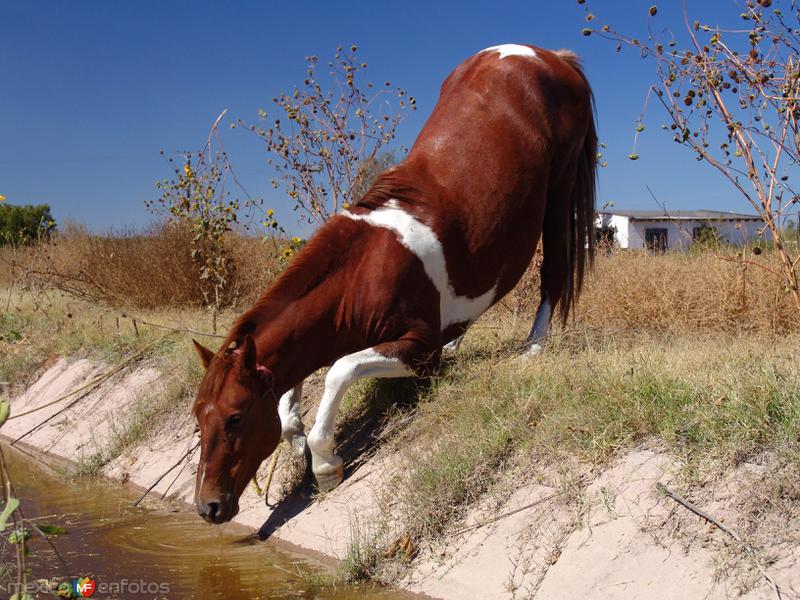 Fotos de Saucillo, Chihuahua: Caballo bebiendo agua