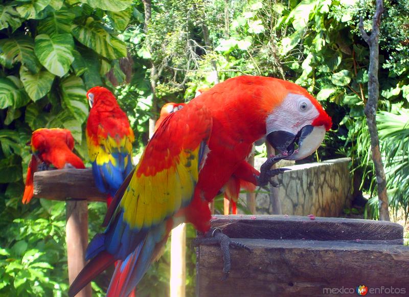 Fotos de Xcaret, Quintana Roo: Guacamayas