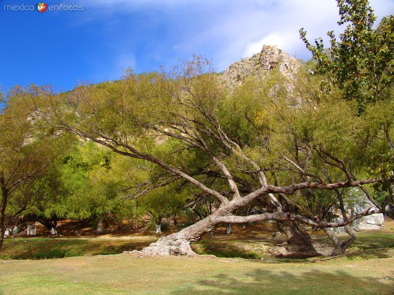 Fotos de Bustamante, Nuevo León: Árbol