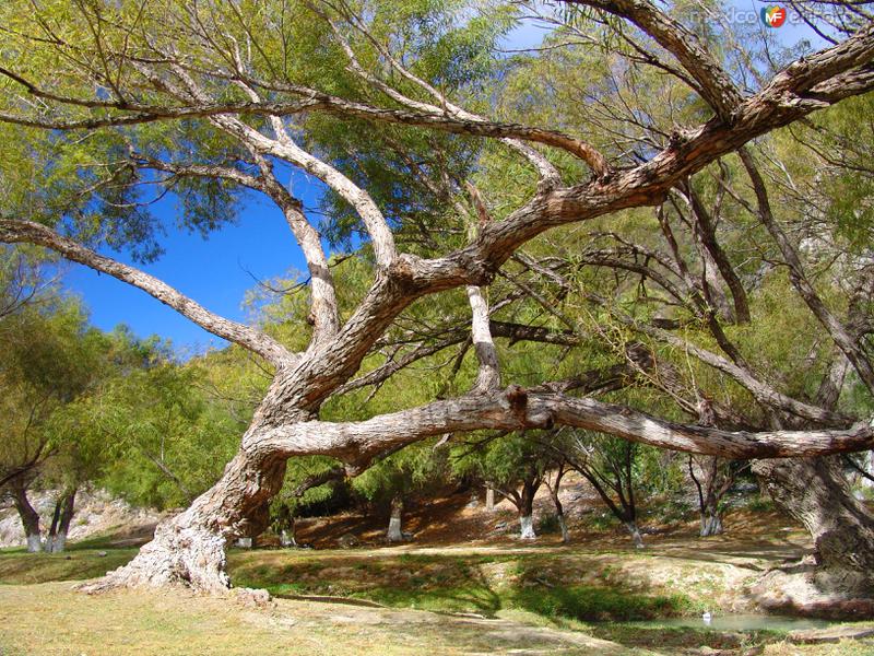 Fotos de Bustamante, Nuevo León: Árbol