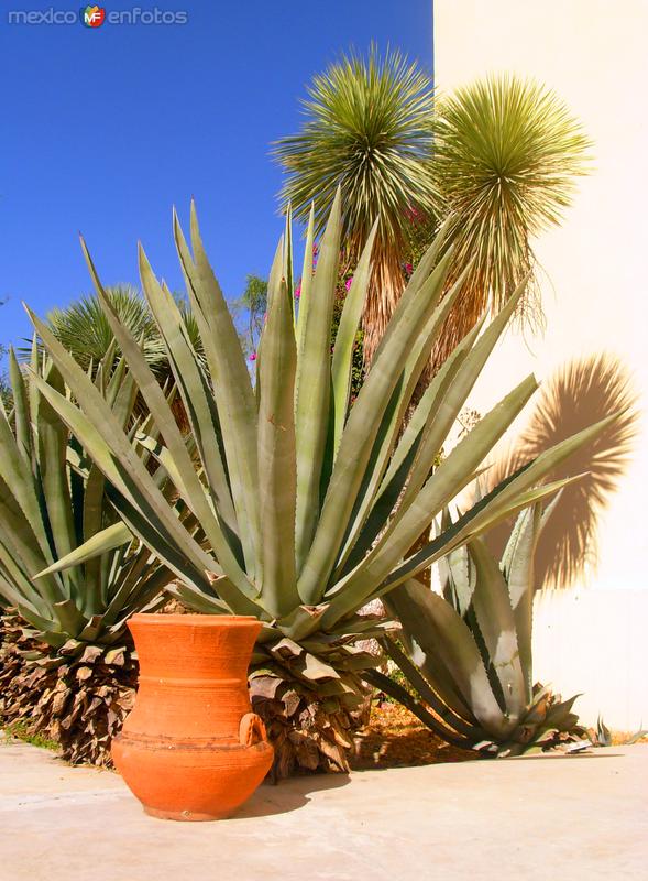 Fotos de Gral. Zuazua, Nuevo León: Hacienda San Pedro: Maguey