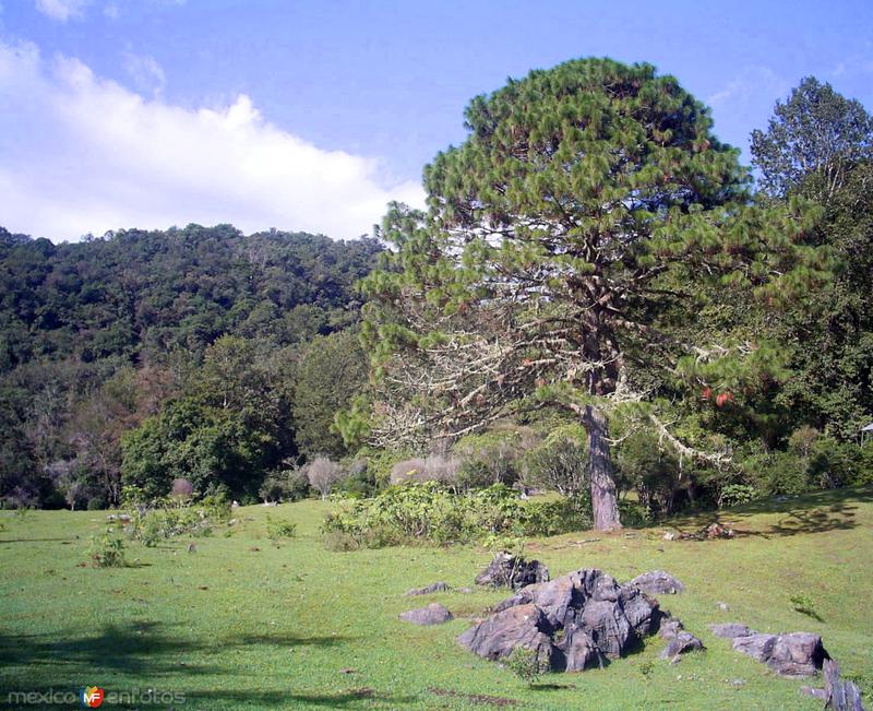 Fotos de Reserva De La Biósfera El Cielo, Tamaulipas: Reserva de la Biósfera El Cielo