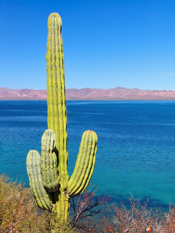 Fotos de Bahía Concepción, Baja California Sur: Cactus Saguaro