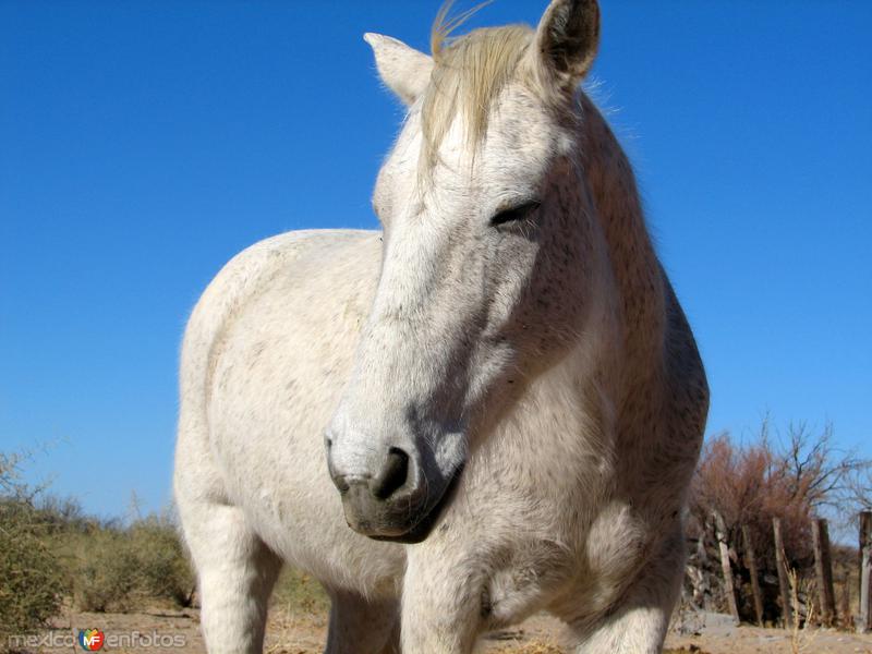 Fotos de Samalayuca, Chihuahua: Caballo