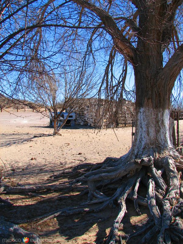 Fotos de Samalayuca, Chihuahua: Árbol