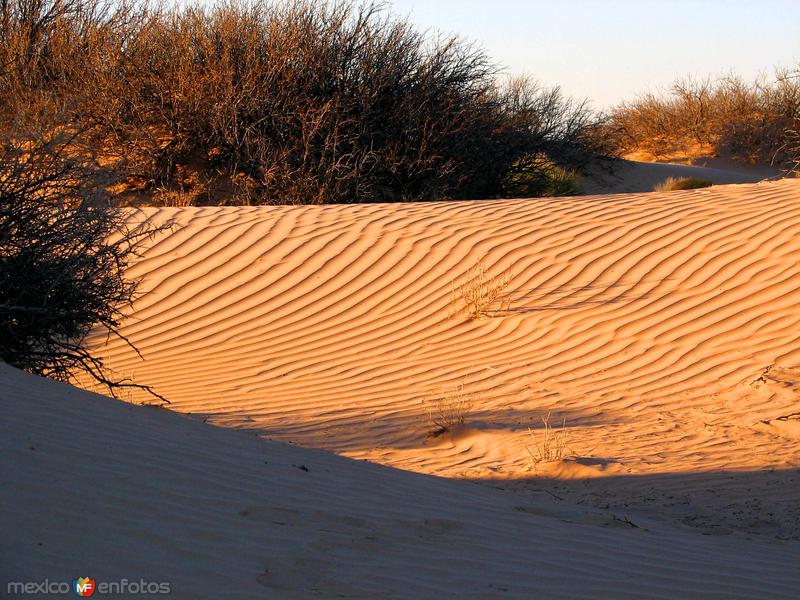 Fotos de Samalayuca, Chihuahua: Desierto