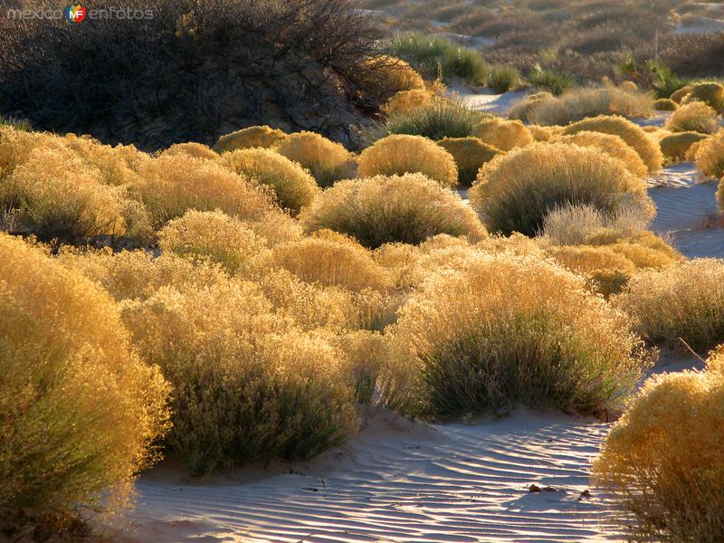 Fotos de Samalayuca, Chihuahua: Flora desértica