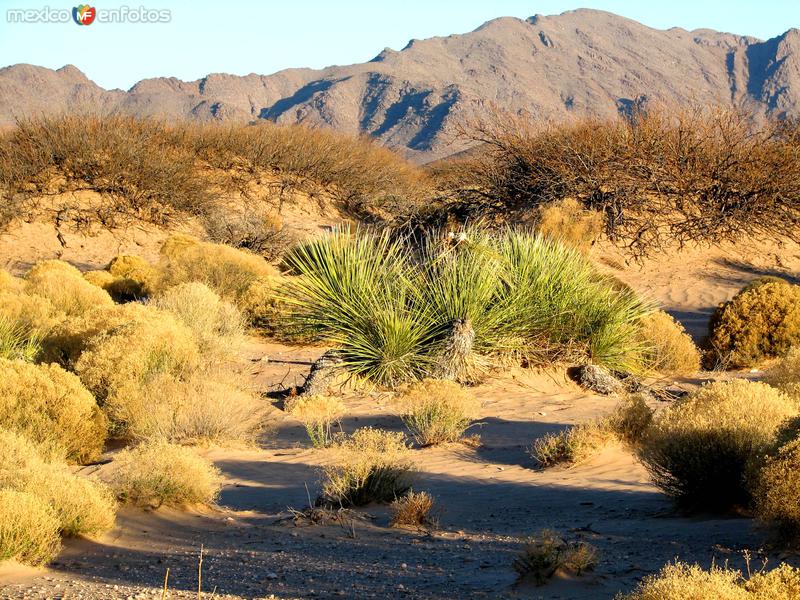 Fotos de Samalayuca, Chihuahua: Flora desértica