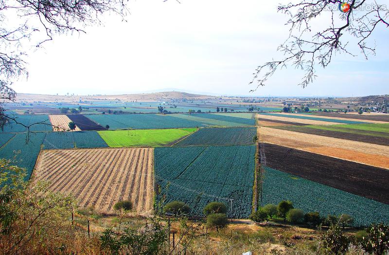 Fotos de Valle De Santiago, Guanajuato: Campos agrícolas