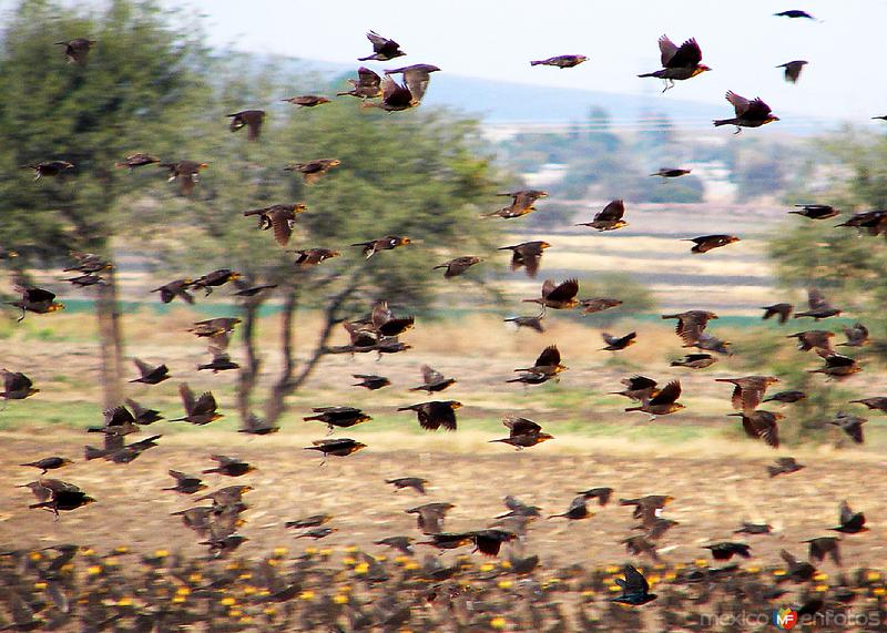 Fotos de Valle De Santiago, Guanajuato: Aves