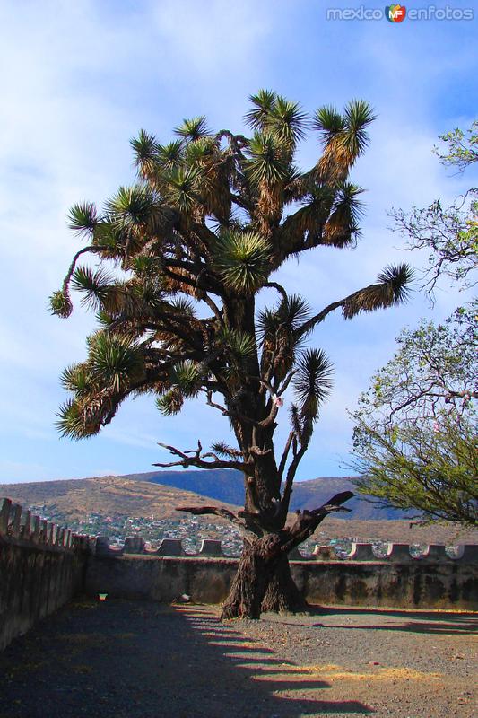 Fotos de Valle De Santiago, Guanajuato: Árbol de palma