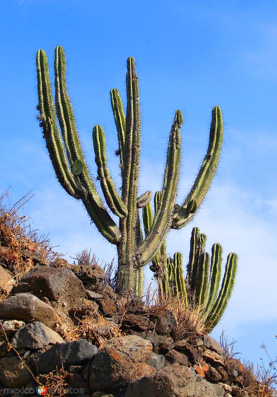 Fotos de Valle De Santiago, Guanajuato: Cactus