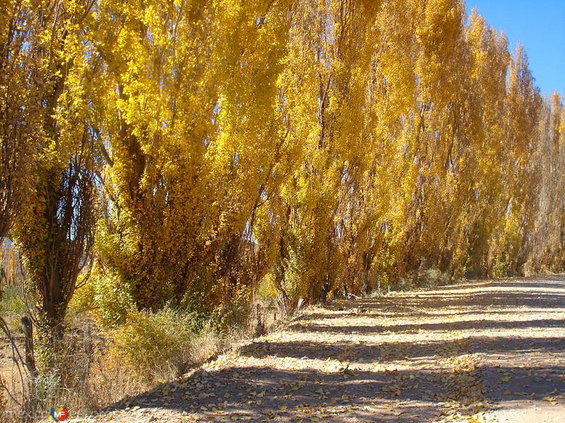 Fotos de Guerrero, Chihuahua: Paisaje otoñal