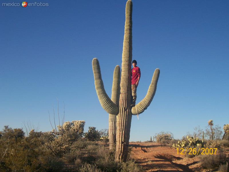 Fotos de Santa Ana, Sonora: desierto