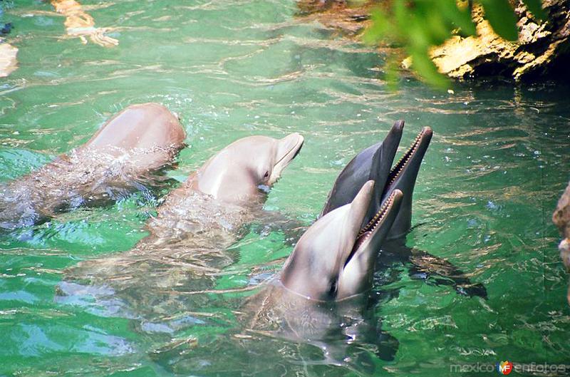 Fotos de Xcaret, Quintana Roo: Delfines