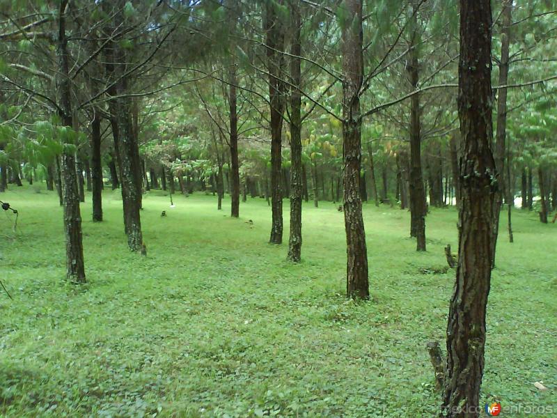 Fotos de Tecoxotal, Hidalgo: Arboles que Rodean la Laguna