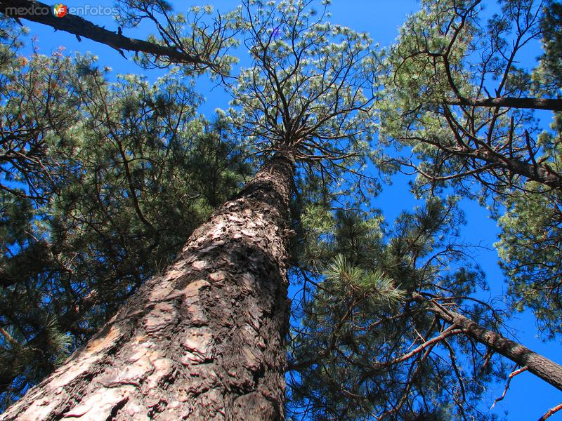 Fotos de Creel, Chihuahua: Bosque de Cusárare