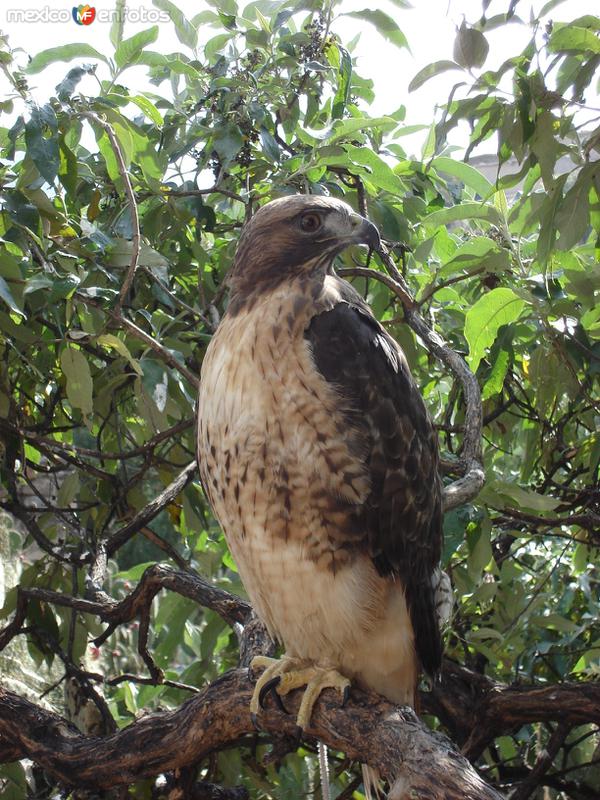 Fotos de Apodaca, Nuevo León: aguila