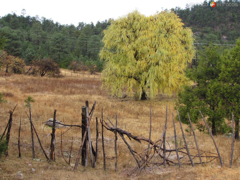 Fotos de Sierra Tarahumara, Chihuahua: Sierra Madre Occidental (Sierra Tarahumara)