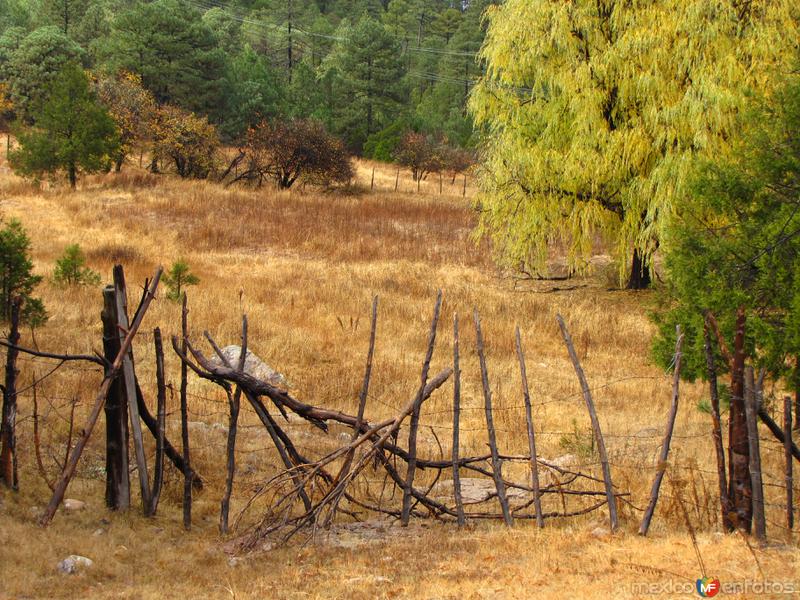 Fotos de Sierra Tarahumara, Chihuahua: Sierra Madre Occidental (Sierra Tarahumara)