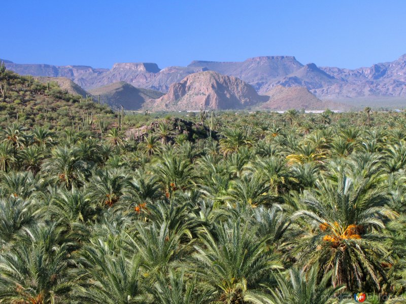 Fotos de Mulegé, Baja California Sur: Oasis