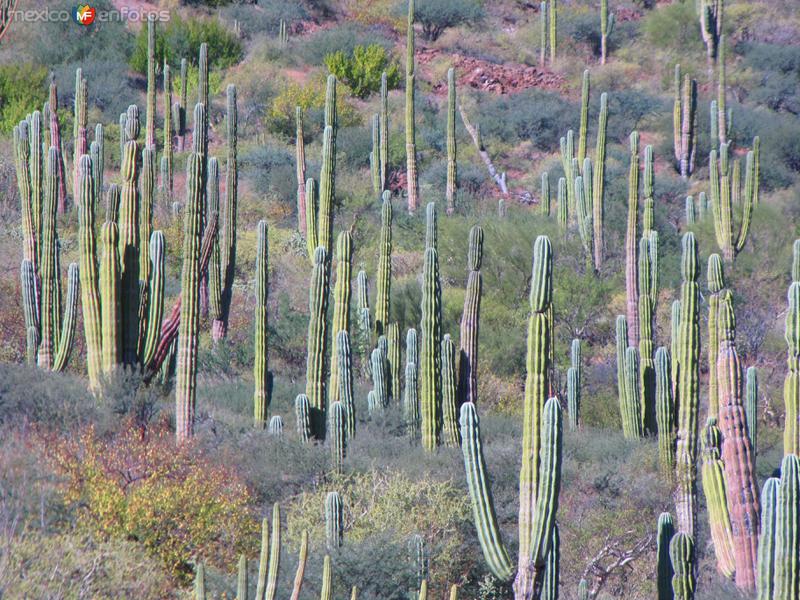 Fotos de Sierra De La Giganta, Baja California Sur: Sierra de la Giganta