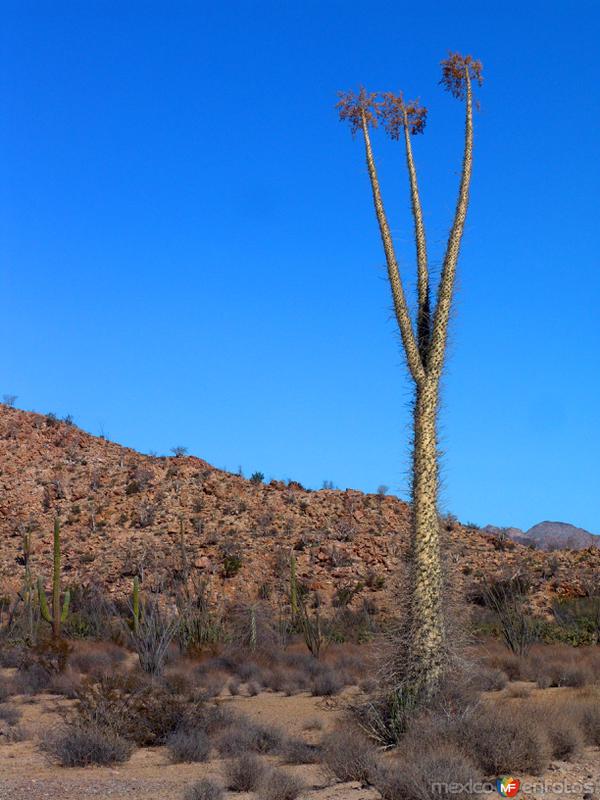 Fotos de Cataviña, Baja California: Cirios