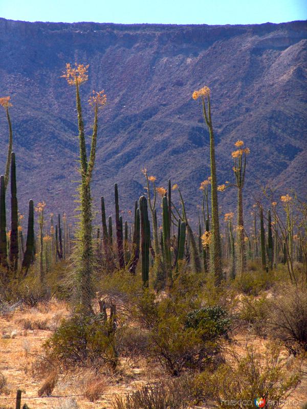 Fotos de Cataviña, Baja California: Cirios