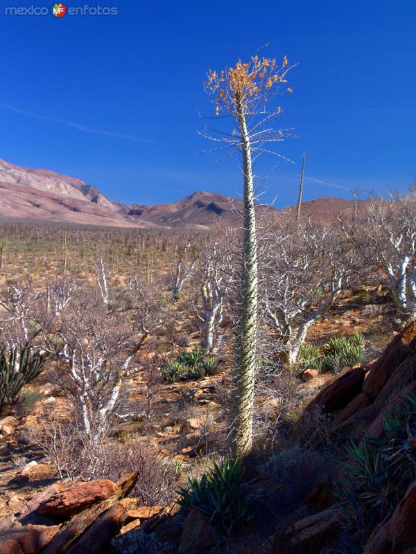 Fotos de Cataviña, Baja California: Cirios