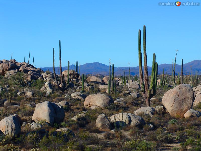 Fotos de Cataviña, Baja California: Valle de los Cirios