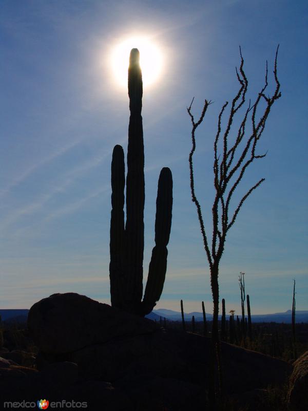 Fotos de Cataviña, Baja California: Valle de los Cirios