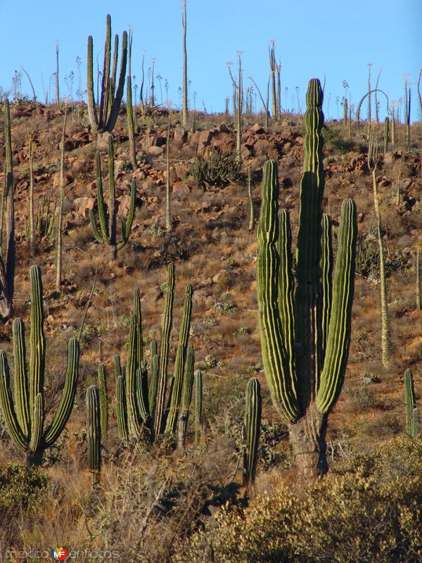 Fotos de Cataviña, Baja California: Valle de los Cirios