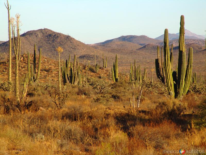 Fotos de Cataviña, Baja California: Valle de los Cirios