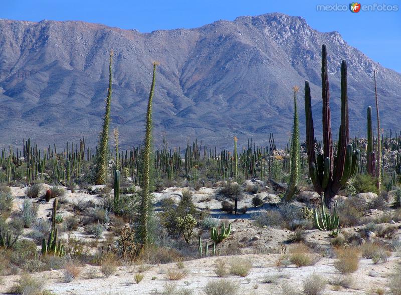 Fotos de Cataviña, Baja California: Valle de los Cirios