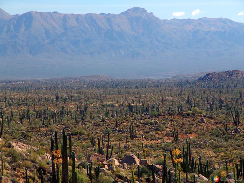 Fotos de Cataviña, Baja California: Valle de los Cirios