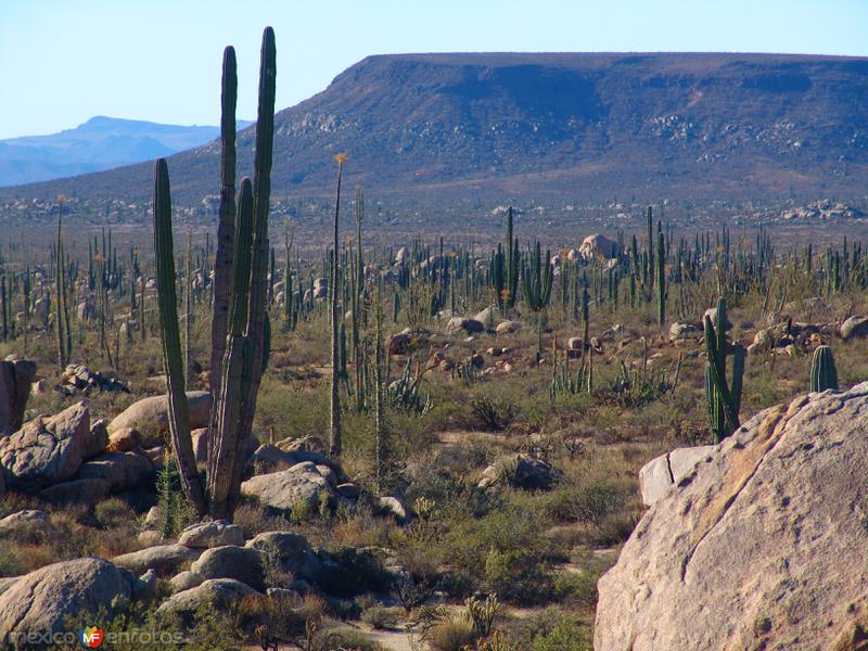 Fotos de Cataviña, Baja California: Valle de los Cirios