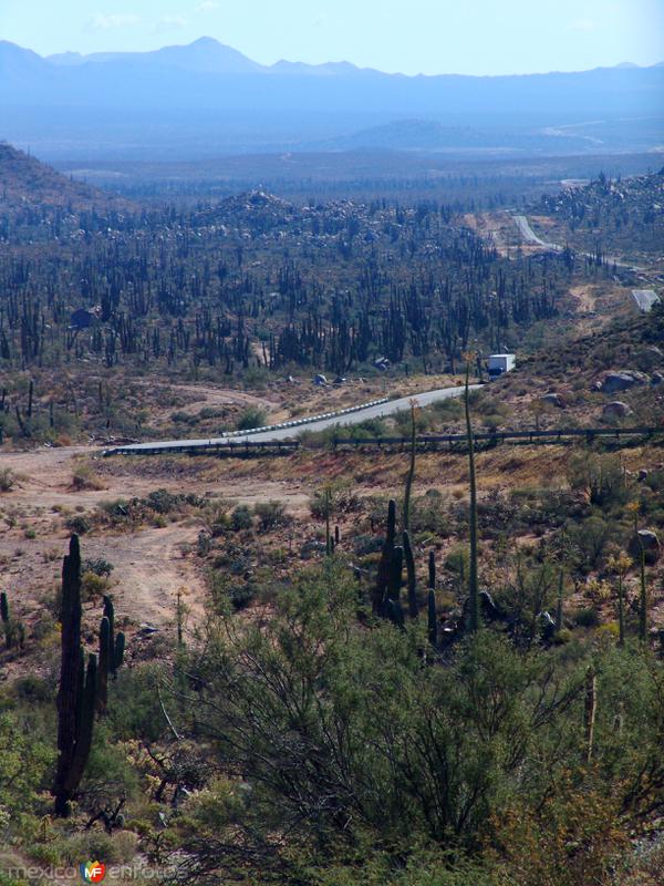 Fotos de Cataviña, Baja California: Valle de los Cirios