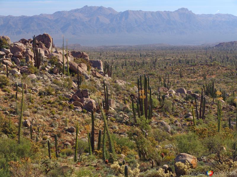 Fotos de Cataviña, Baja California: Valle de los Cirios