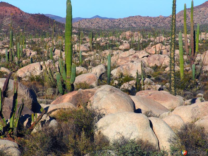 Fotos de Cataviña, Baja California: Valle de los Cirios