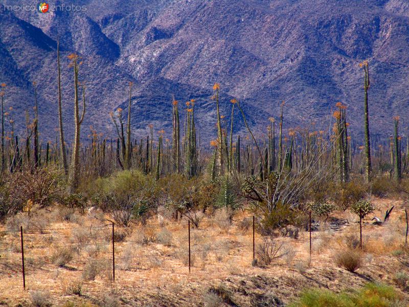 Fotos de Cataviña, Baja California: Valle de los Cirios