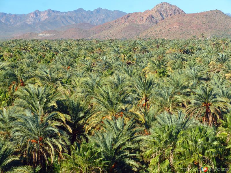 Fotos de Mulegé, Baja California Sur: Oasis