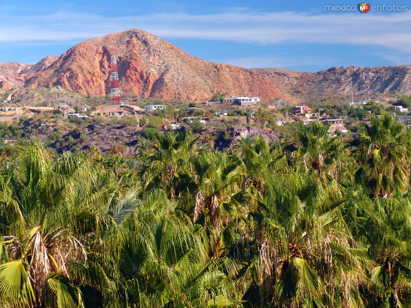 Fotos de Mulegé, Baja California Sur: Oasis