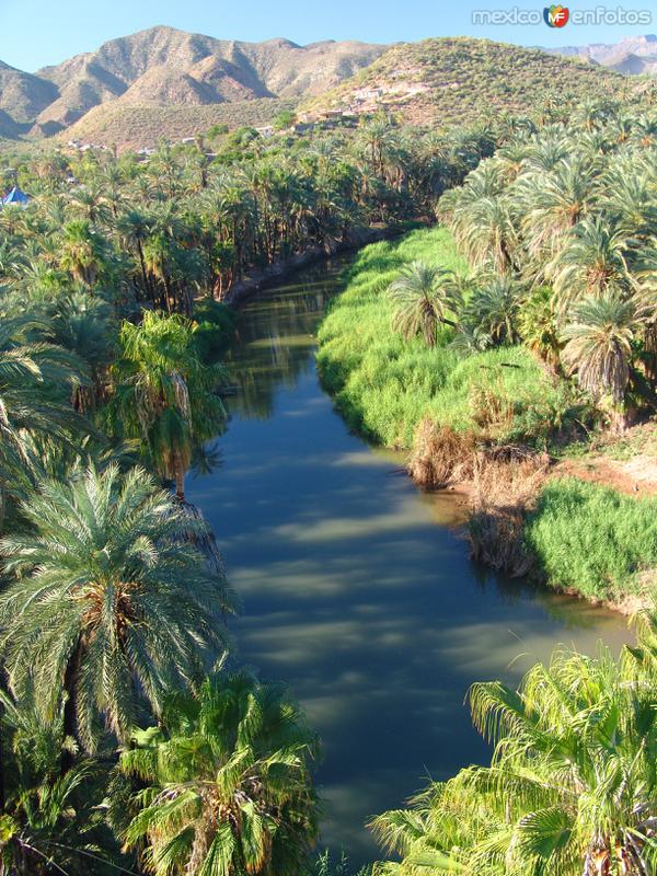 Fotos de Mulegé, Baja California Sur: Oasis