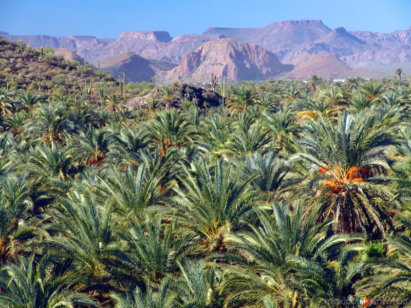 Fotos de Mulegé, Baja California Sur: Oasis