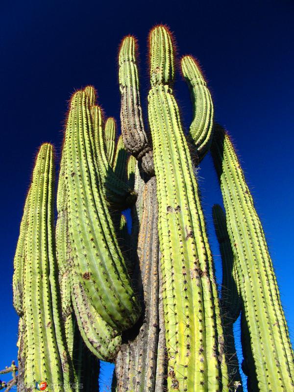 Fotos de San Francisco De La Sierra, Baja California Sur: Flora de la Sierra de San Francisco