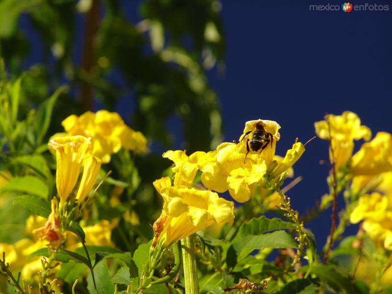 Fotos de San Javier, Baja California Sur: Flora de San Javier