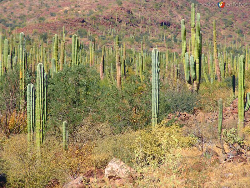 Fotos de Sierra De La Giganta, Baja California Sur: Sierra de la Giganta