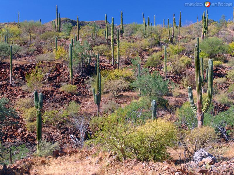 Fotos de Sierra De La Giganta, Baja California Sur: Sierra de la Giganta