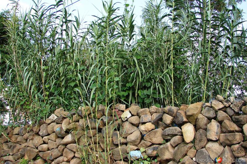 Fotos de Tarimoro, Guanajuato: Cerca de piedra y planta de carrizo